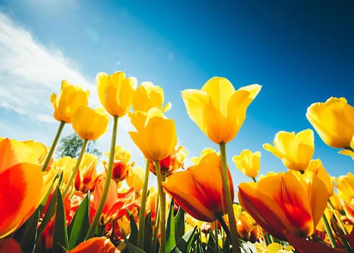 Safari B 度假居 *